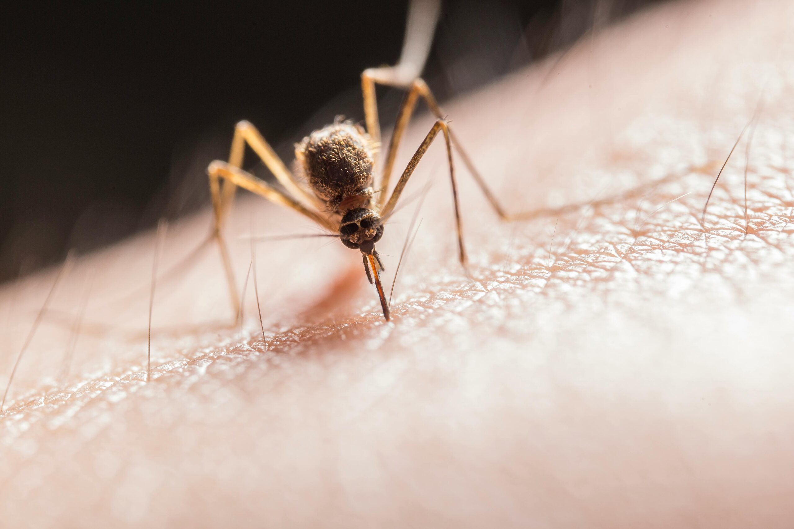 Invasión de mosquitos en Rivas-Vaciamadrid: por qué este verano habrá más y cómo protegerte