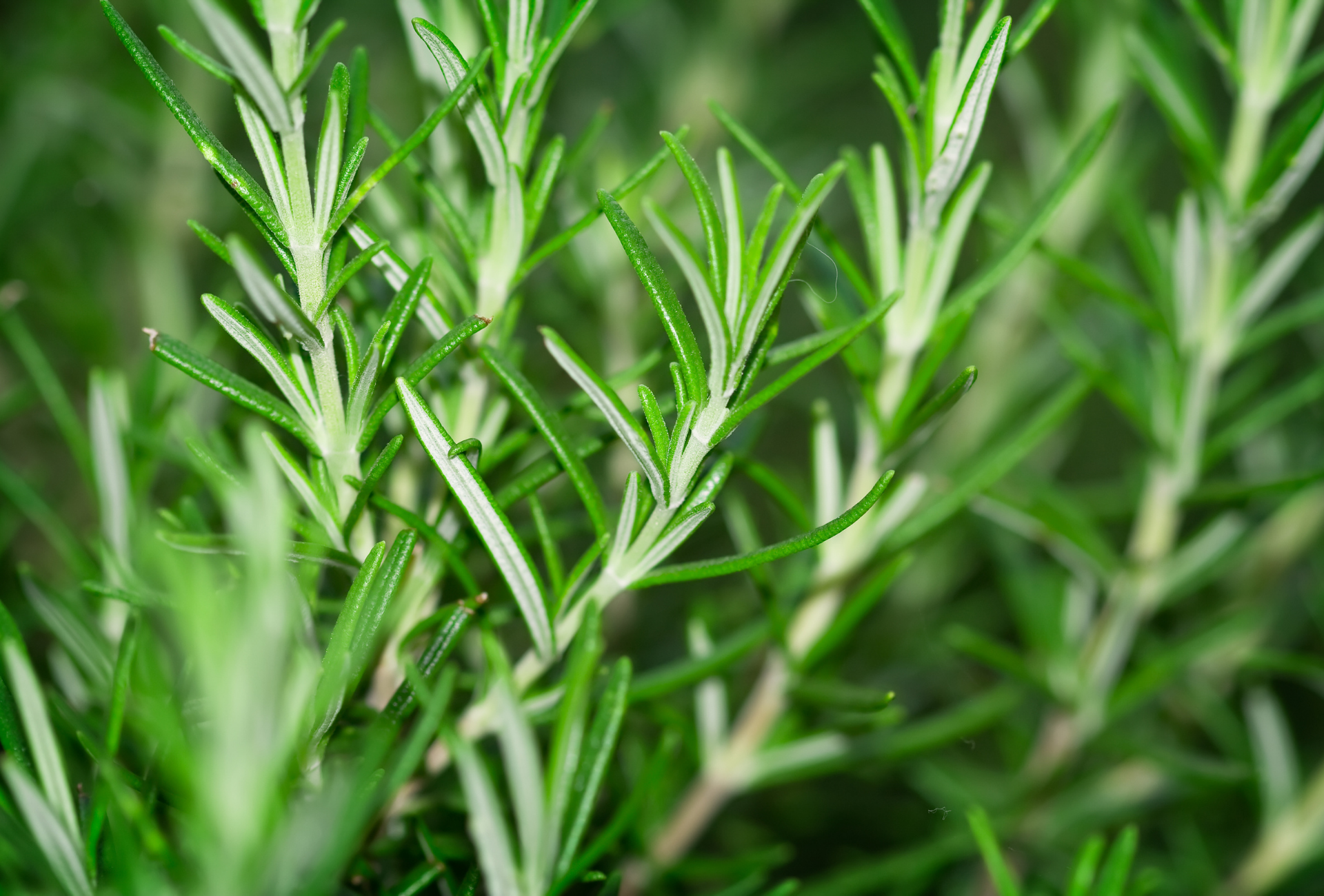 Plantas antiplagas en Rivas: aliados naturales para tu hogar y jardín