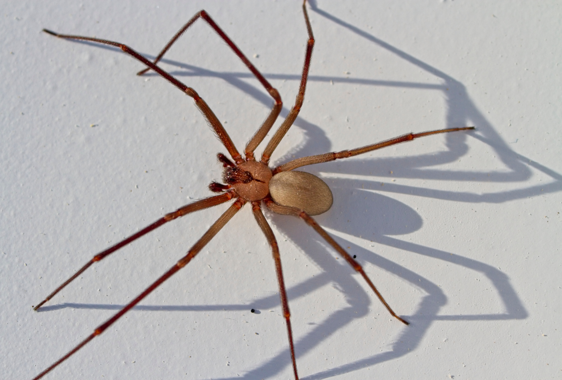 ¿Araña violinista en Rivas? Esto es lo que necesitas saber para proteger tu hogar
