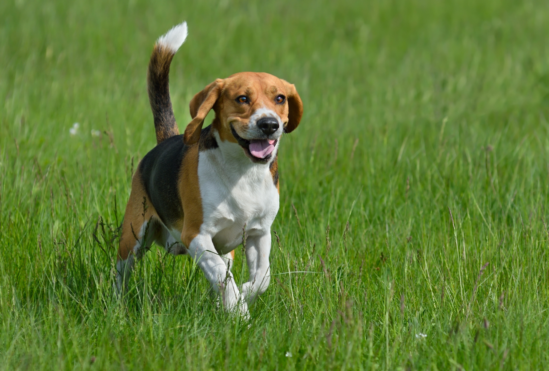 Evita pulgas y garrapatas en tu perro este verano en Rivas con estos consejos clave