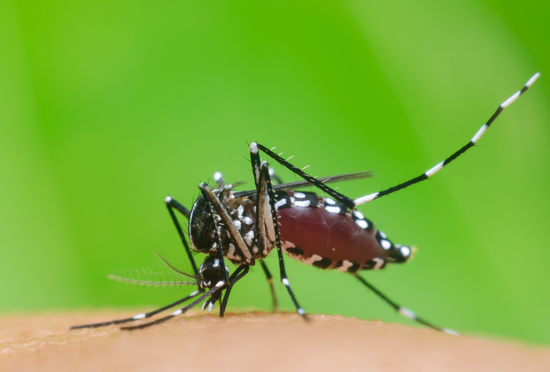 Mosquito tigre en Rivas: un desafío en zonas verdes y comunitarias