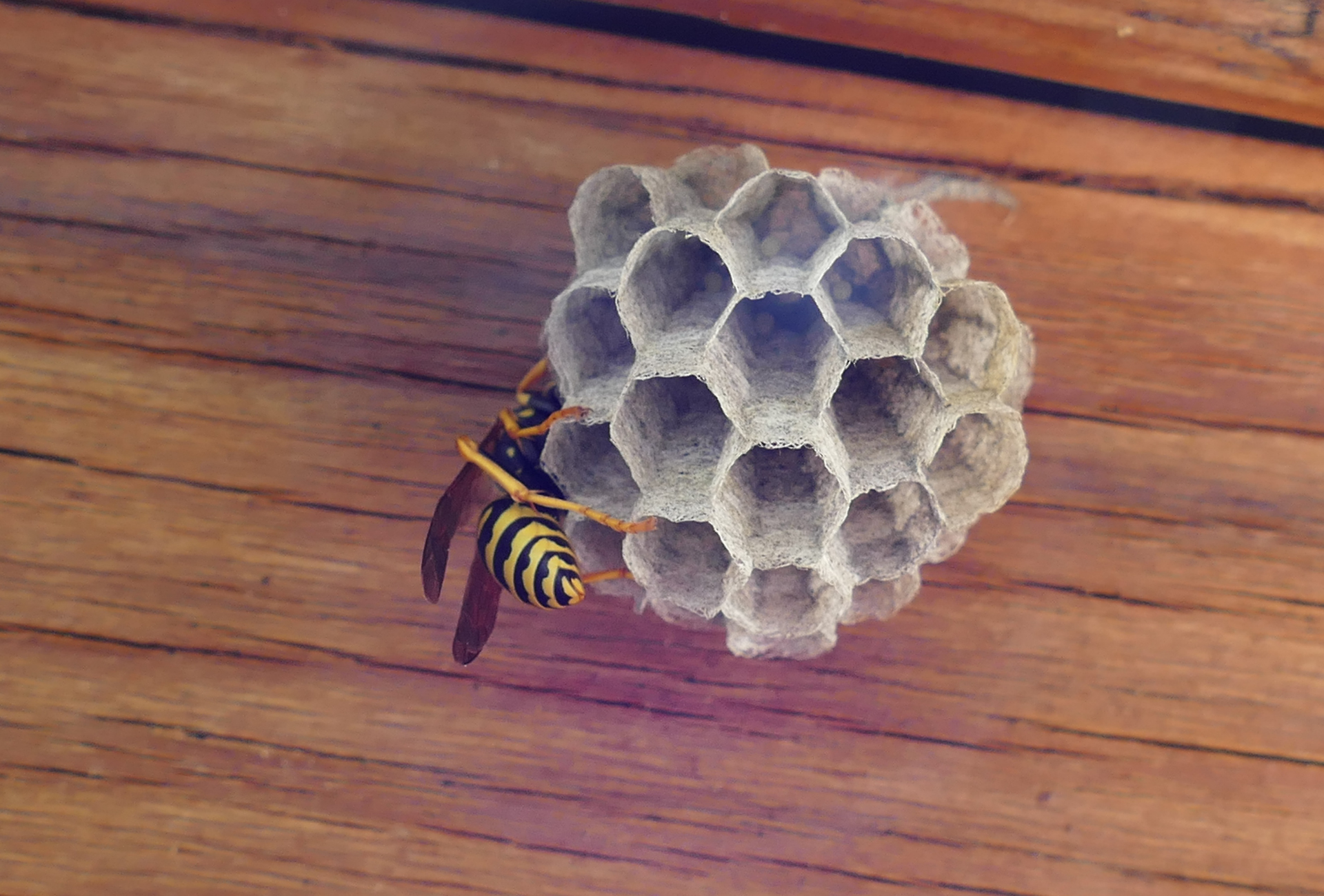 Avispas en Rivas: prevención y desinfección en parques y zonas residenciales