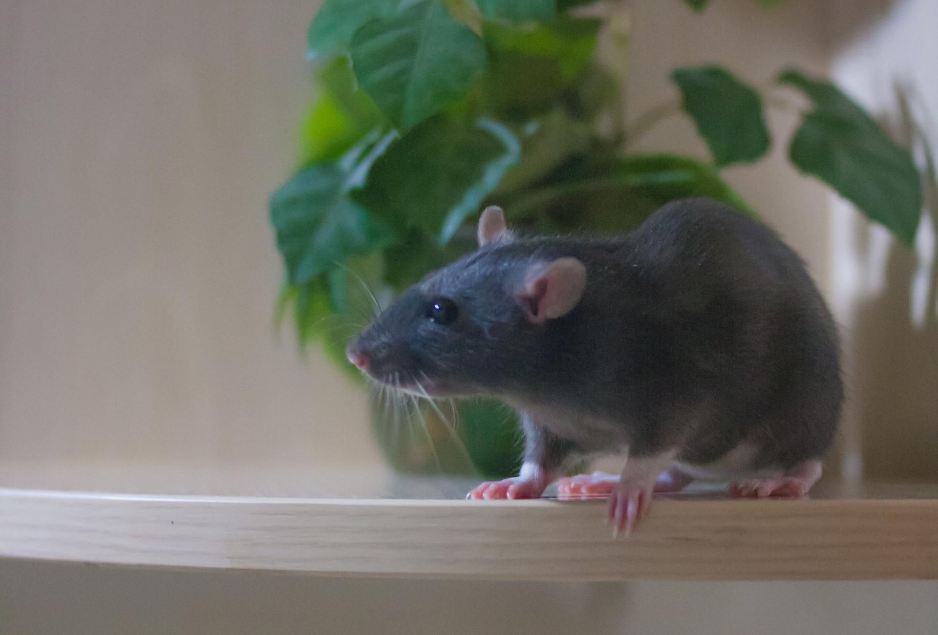 Roedores en Rivas: cómo el frío impulsa su llegada a viviendas y comunidades